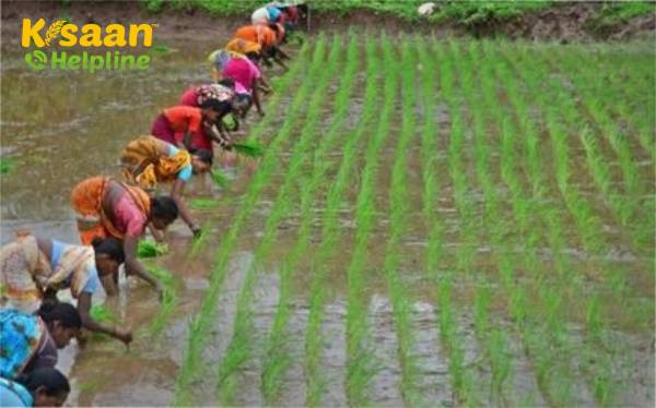 खरीफ फसलों की बुवाई का रकबा पिछले साल की तुलना में 21.2% ज्यादा- पिछले 570.86 लाख क्षेत्रफल की तुलना में फसलों की बुवाई क्षेत्रफल बढ़कर 691.86 लाख हो गई